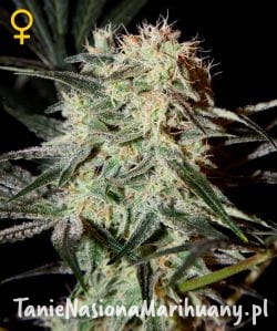 00fb1e0853e0bc6cc6488058c3d5e556