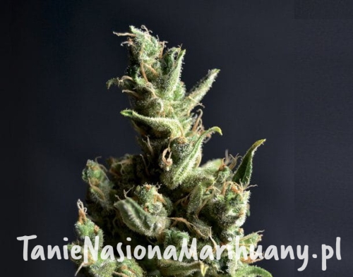 01363bd3e41ad2d2784afe70a04a686f