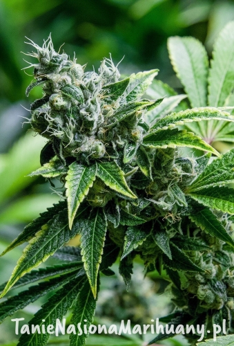 0147b5b5dd5b34016525e98c29f8f06f