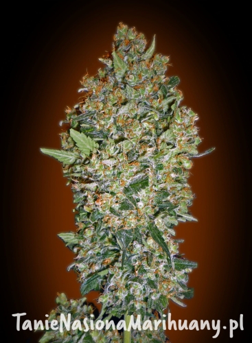 01af8c1cc066bac6cc2a9c62f93f7c4e