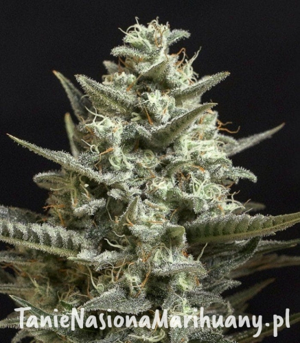 023cd55d9c32b6a7b9d3f36cc2d0658e