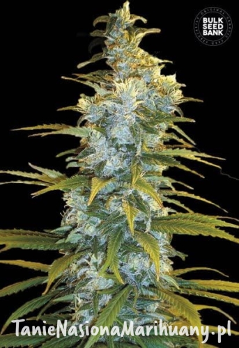 0265010661a1ea7170c389cfa709ca4d