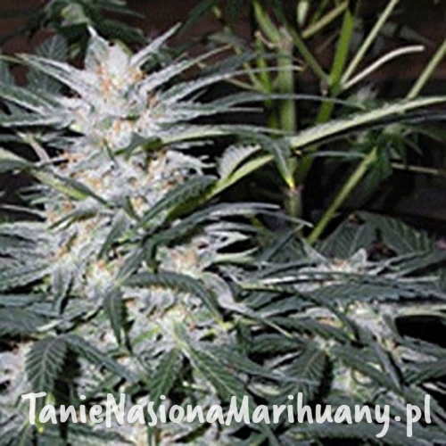 02bf1f29a7a7471b92ec50d9b8f84dbe