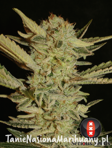 03230e11713a95c9b6d53c0dd55fb3c9