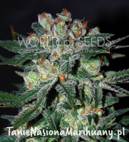 0396da68842fd13013015b849d359ca9