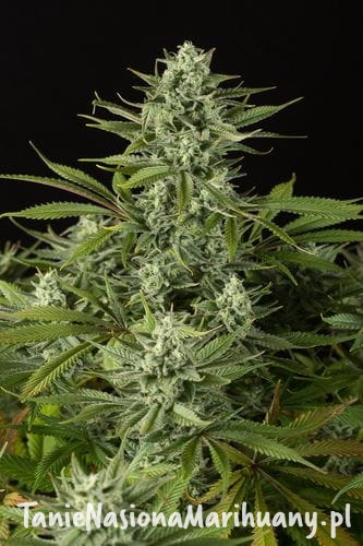 03a467e13427a938b46e296c1cd70b77