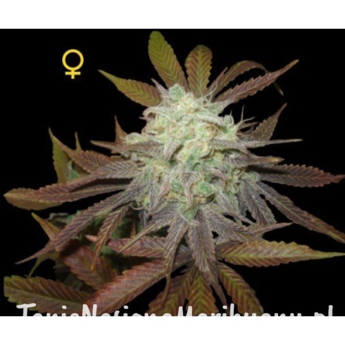 04040f5dc108be00d7a62fbd10e00bed