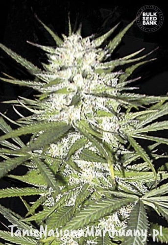 0425d5a593656c570da506fde82832b6