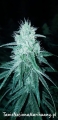 nasiona kate cbd.jpg