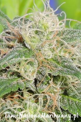 053e2bf09d20449b1519b92b4de27645