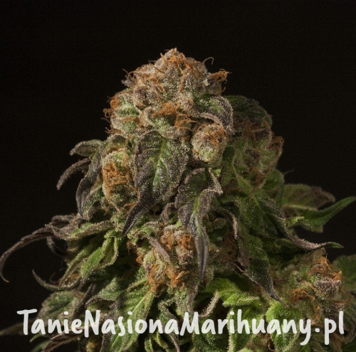 05ac62a45c2ef96ebaf882268e155175