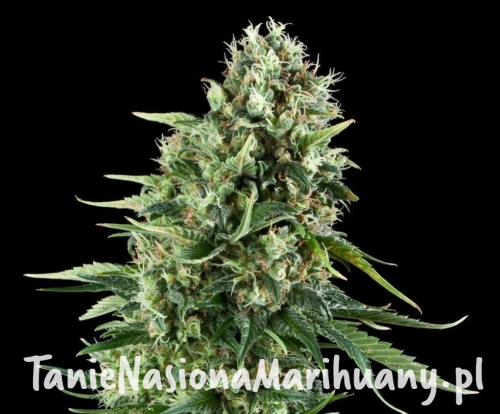 0640de75faa74ee8fc70efb927434ae6