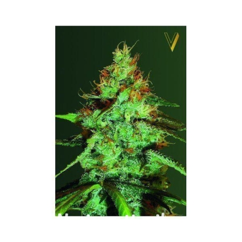 0689166a38df2400ca0fb09cdb8e1f5c