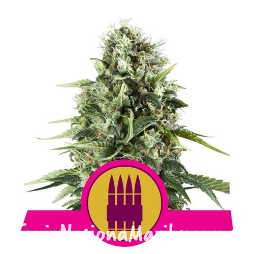 068edcb7ef521df078cd0df64be93e48