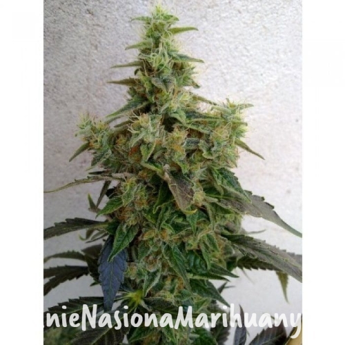 073d876b8c4b349cc8bcd20c8e50fdc4