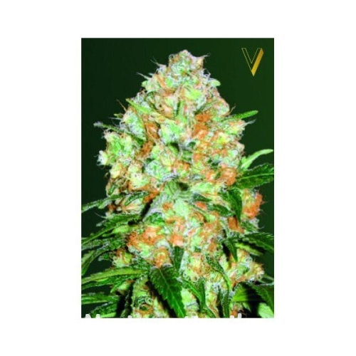 07fd4b85748c46491d914baff687438c