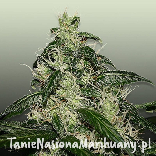 0814a8401e7ba90f7d0f252b8a4a83b4