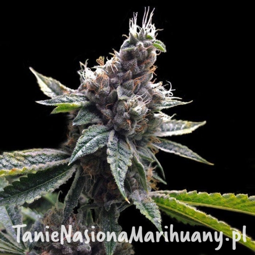 0839259307b154658bc460af2f6f84d2