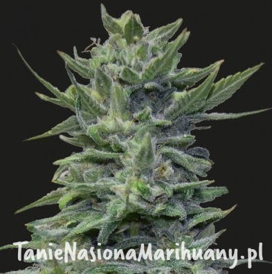 08906e2e4db6c7a1b5f4d715f7ad70ca