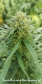 nasiona cbd kate.jpg