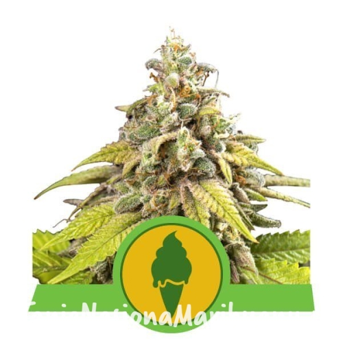 0961128b041c3bcf02fa565c7d52cd73