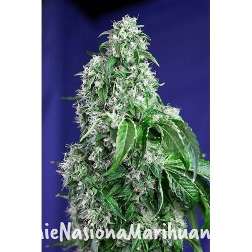 0970fe4ff3e00171bbc696d8240f53fe