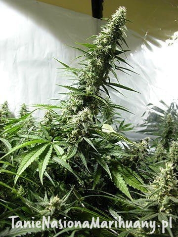 097aec67c01d17dd42e5faf7392df442