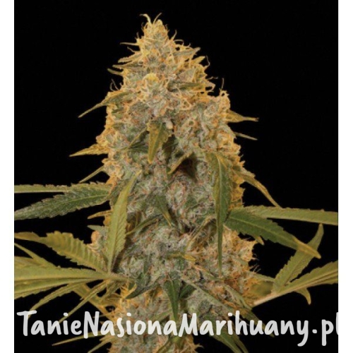 098348b8f4885a507ade83caf0c553e8