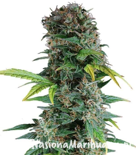 09c1c50dc9add76a3e822240299c3afd