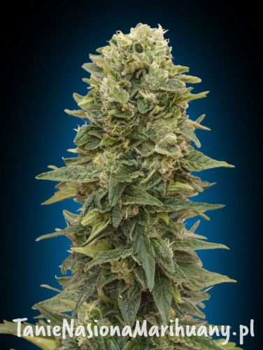 0a02c5b7927593c7be193e6eacbe3304