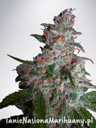 0a1961083515d222dd0361d81f1cfdc4