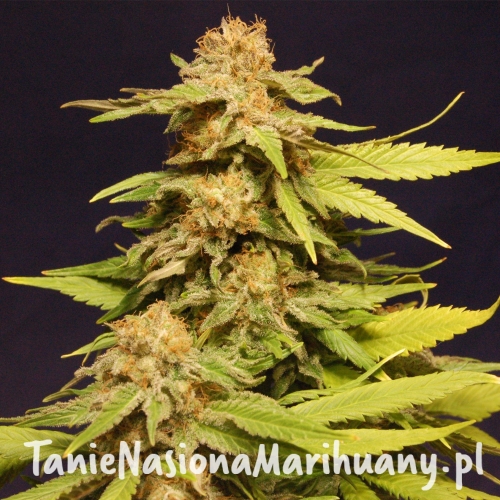 0a4f7b7ea86b7cf685eaebf85f42e5c1