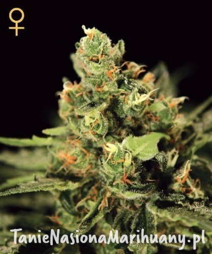 0a5faaa0b4e64395d7f677a722881525