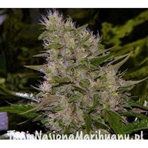 0a65ff446a3328bfcefb62ade7750a31