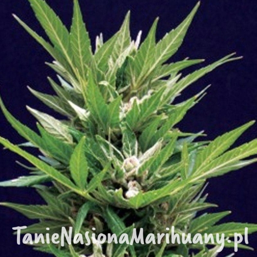 0b22d344b161b64597a8e05936375f95