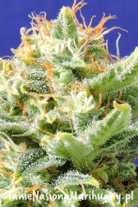 0b43af22e96cd88f88a6b6c5407d84f0