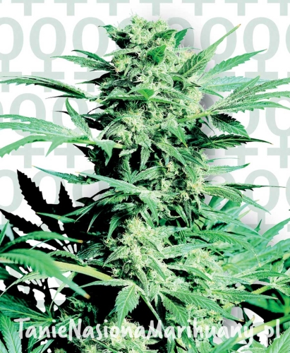 0b4b106b71b0ab2c3a0cdfea216ce1d9