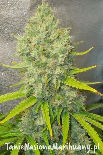 0b5ca89338825297d0fab03d54ff0a2f