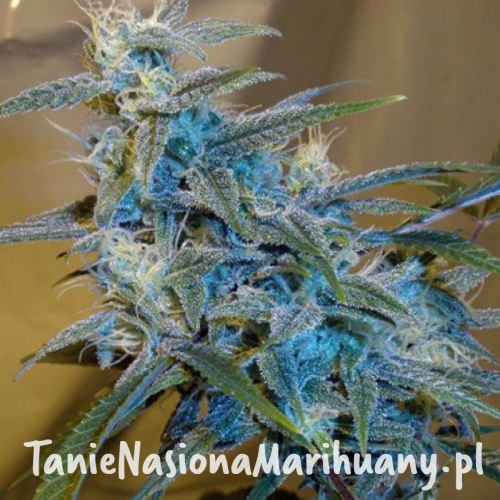 0b8db67526501e9437b646db54bbb733