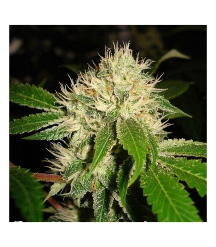 0c057d12b2c424fb88eeed796e2c4b2c