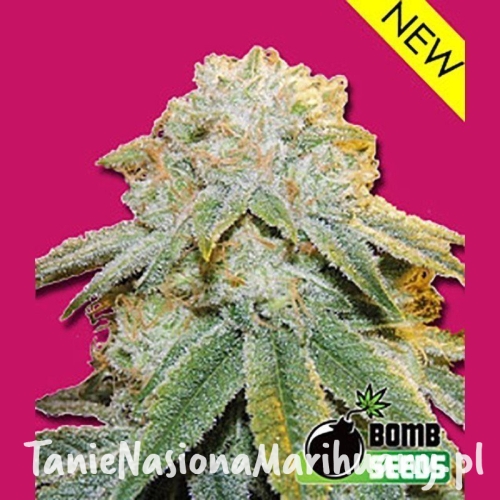 0c61559c3a5504d06c64581322e54627