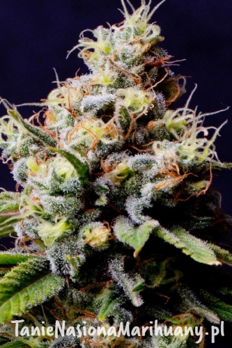 0e7ec9b0d5ff61c74adbe2d2426d4b77