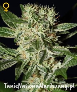 0e8eab1f270c1fcfc24472b79f8254f4