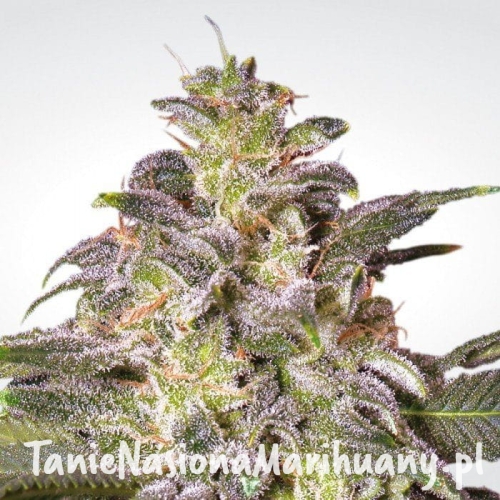 0ea03b07cc45cea3c73bd62d8858809c