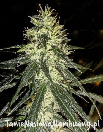 0ea22ae7311b9c2a8f70f78b46046bb5