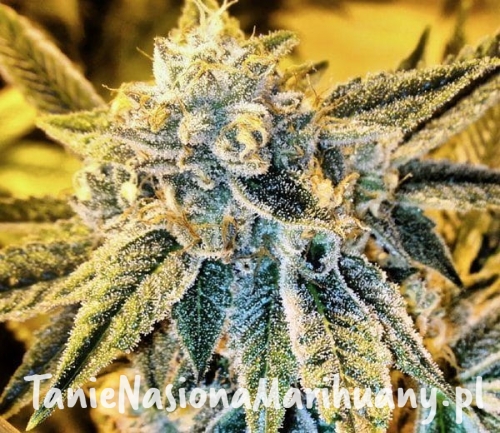 0ec040516c7e38bf2b118b1db7e1020c