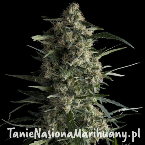 0f88ba19ef214136abd5f898a2caa687