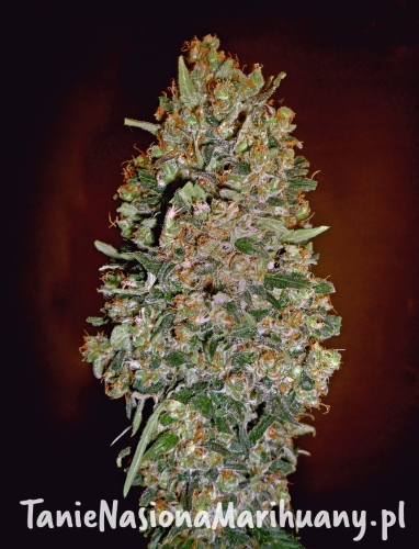 0f9a523ab1c1c29d4b2166bf0c561813