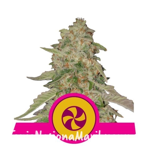 10ae88634ecdaea9850d0b1f6255c221