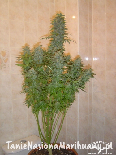 10bfb94d783c289f946c8bdda4e63849